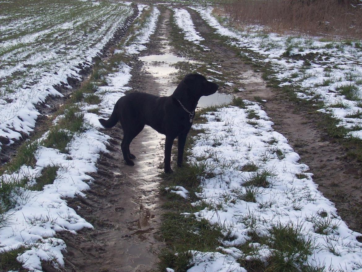 Labrador retriever Nykilde Ashja - Ashja 2008 billede 20