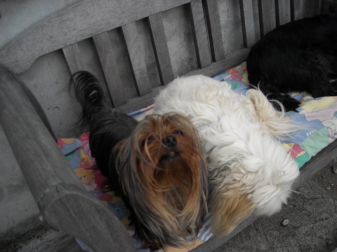 Yorkshire terrier Thilde billede 1