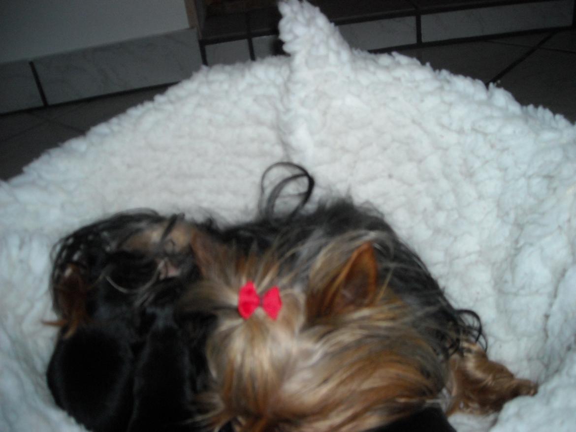 Yorkshire terrier Thilde billede 4