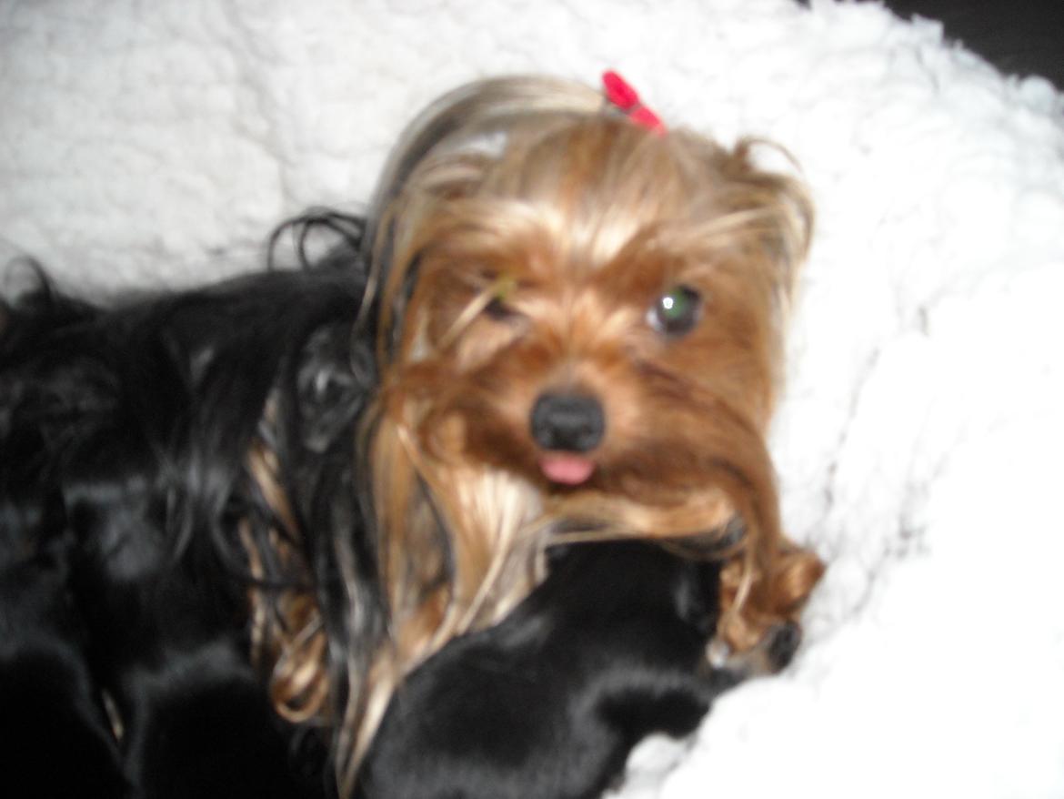 Yorkshire terrier Thilde billede 2