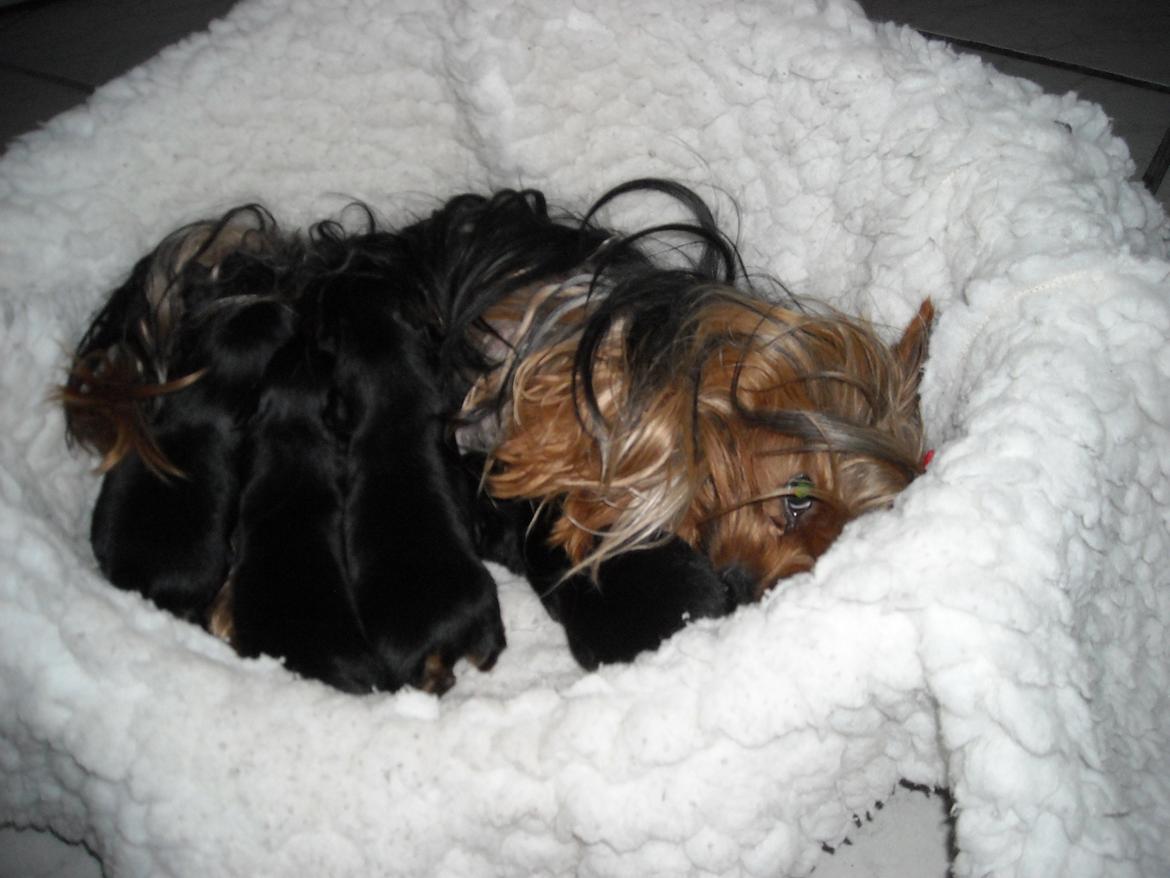 Yorkshire terrier Thilde billede 3