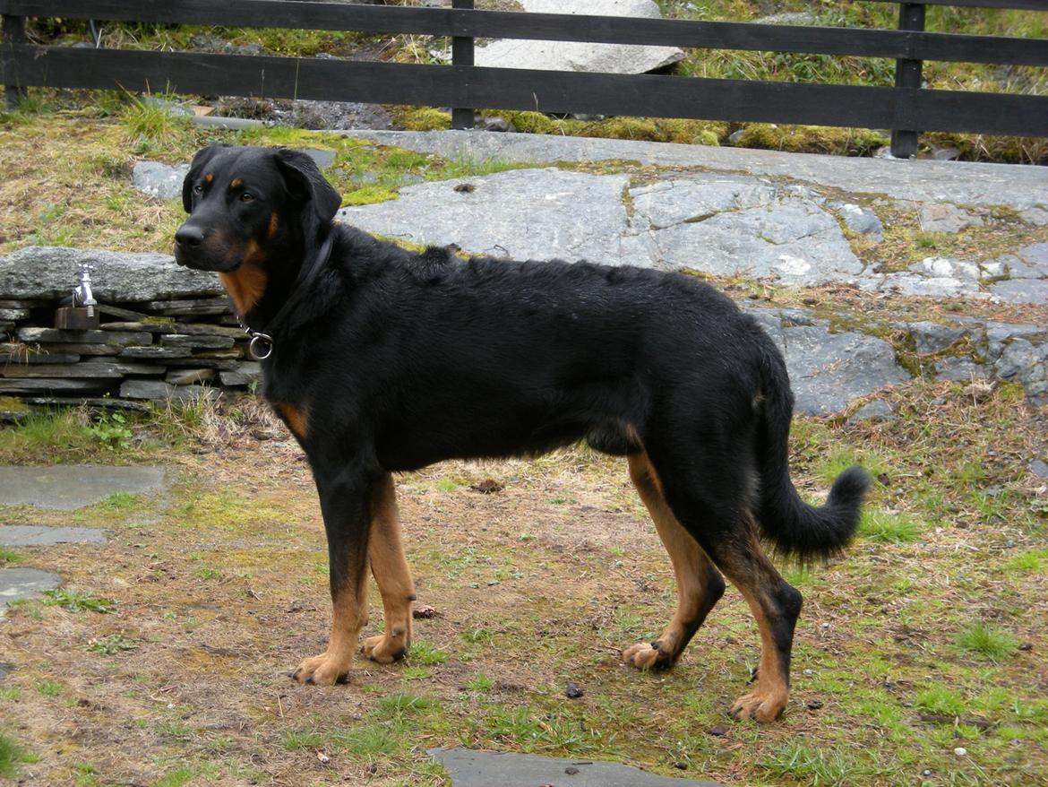 Beauceron Woodt Light  Arkas - Woodt Light 
Arkas billede 14