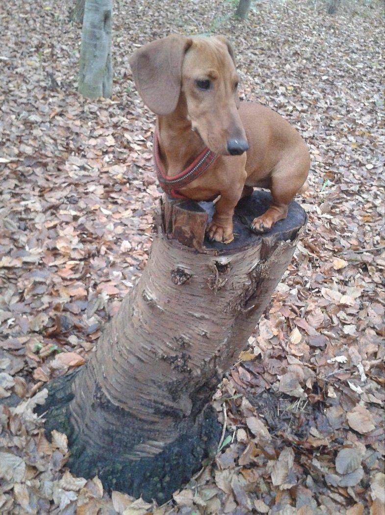 Gravhund Polly billede 3