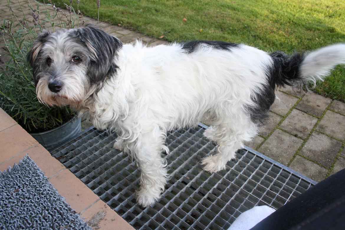 Blanding af racer Dexter (dingse) billede 1