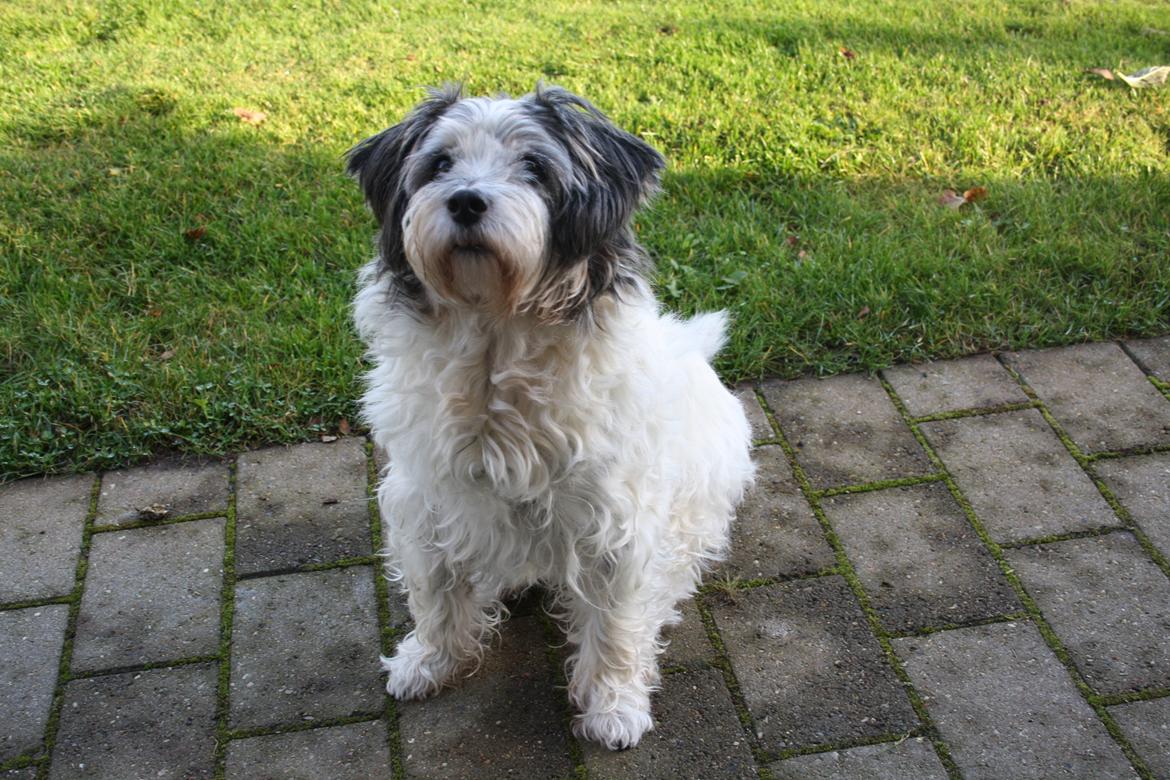 Blanding af racer Dexter (dingse) billede 7