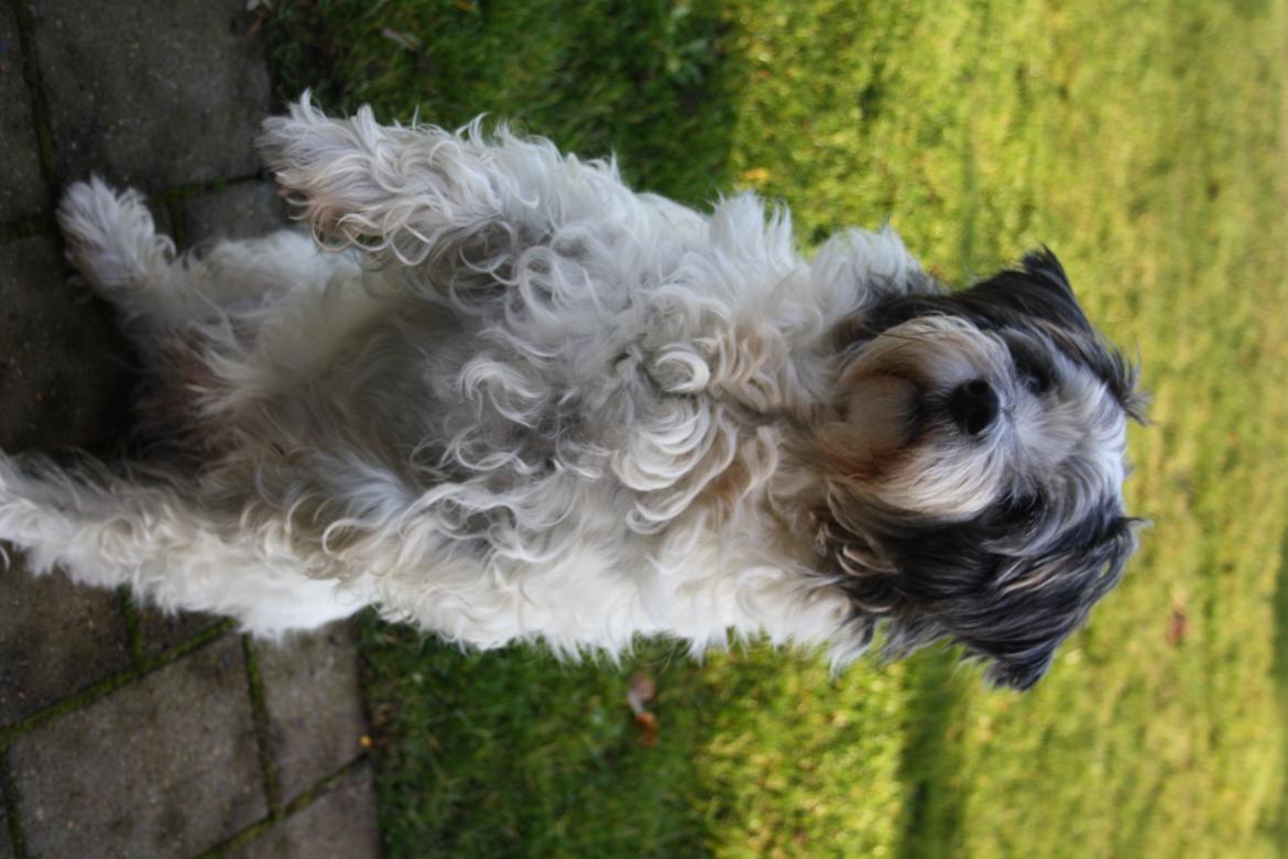 Blanding af racer Dexter (dingse) billede 9