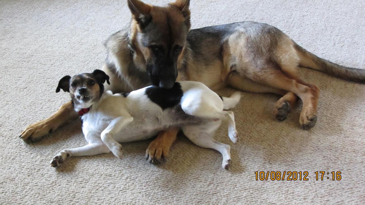 Schæferhund zako billede 13