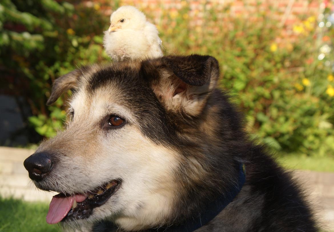 Blanding af racer Lucky - Lucky 14½ år og Kylling 14½ dag. ;) billede 17