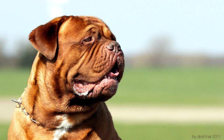 Dogue de bordeaux Zokana's Cazzzius billede 19