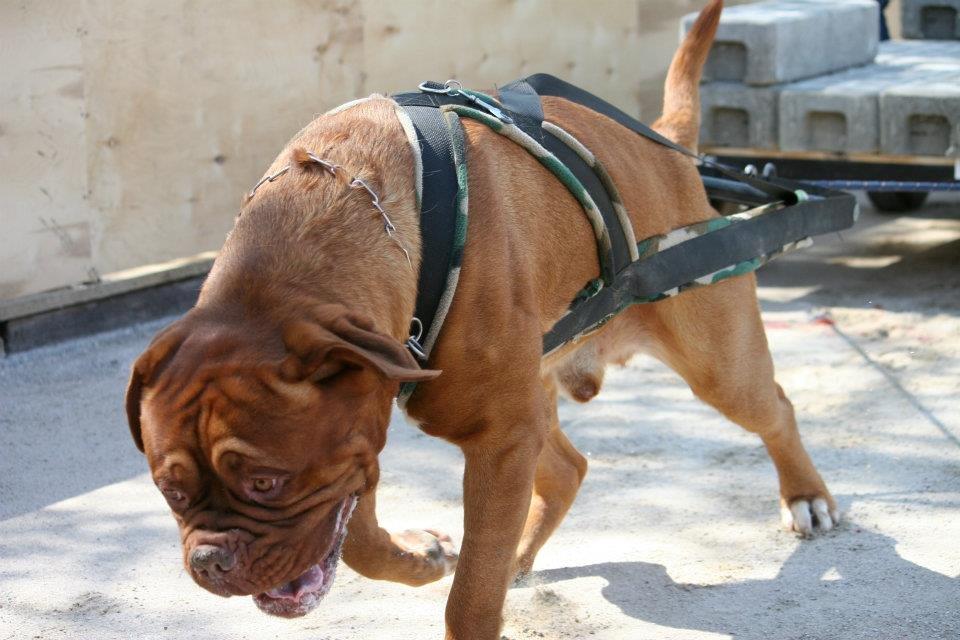 Dogue de bordeaux Zokana's Cazzzius billede 20
