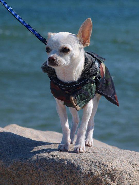 Chihuahua Arne Larsen:) - Velkommen til Arnes Profil:)
 billede 1