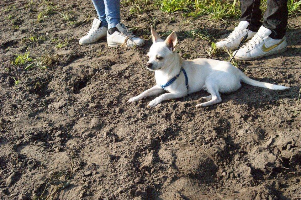 Chihuahua Arne Larsen:) - Arne med til ride stævne:) billede 3