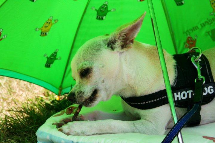 Chihuahua Arne Larsen:) - En varm sommerdag:)
 billede 7