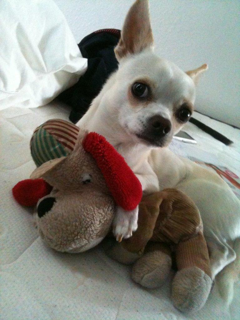 Chihuahua Arne Larsen:) billede 13