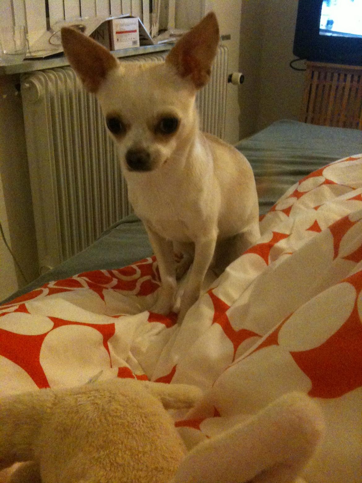 Chihuahua Arne Larsen:) billede 14