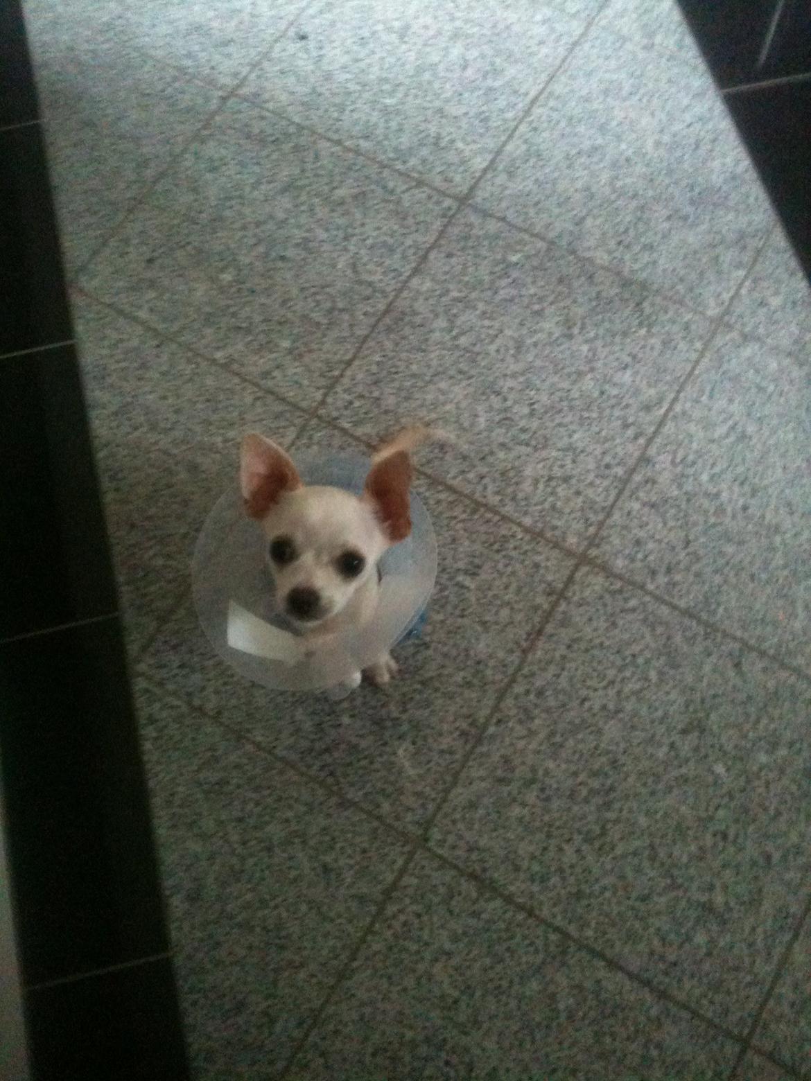 Chihuahua Arne Larsen:) billede 15