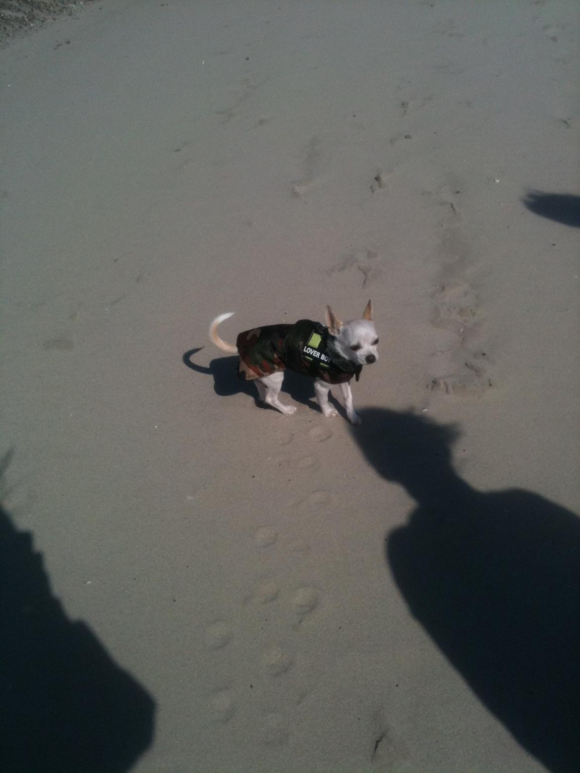 Chihuahua Arne Larsen:) billede 17