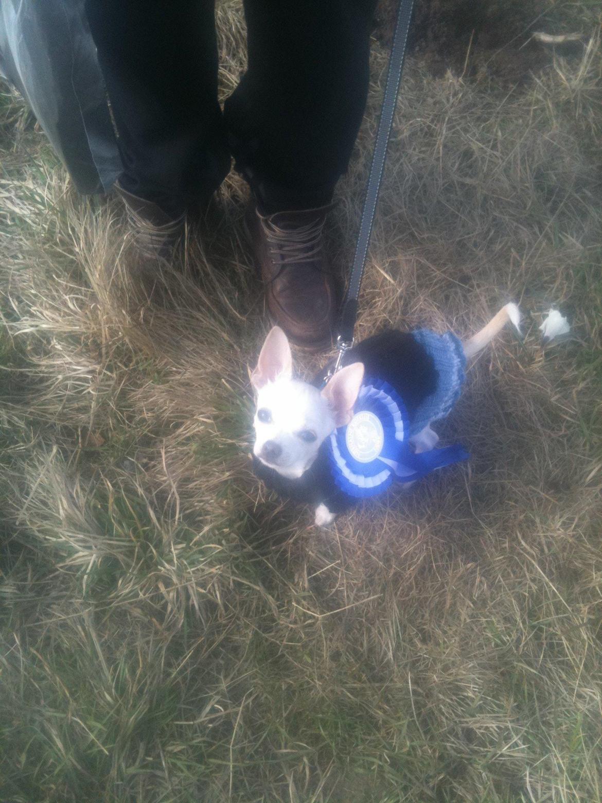 Chihuahua Arne Larsen:) - Holder min flotte anden plads:)
 billede 16