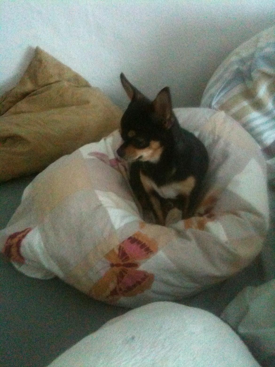 Chihuahua Bailey billede 2