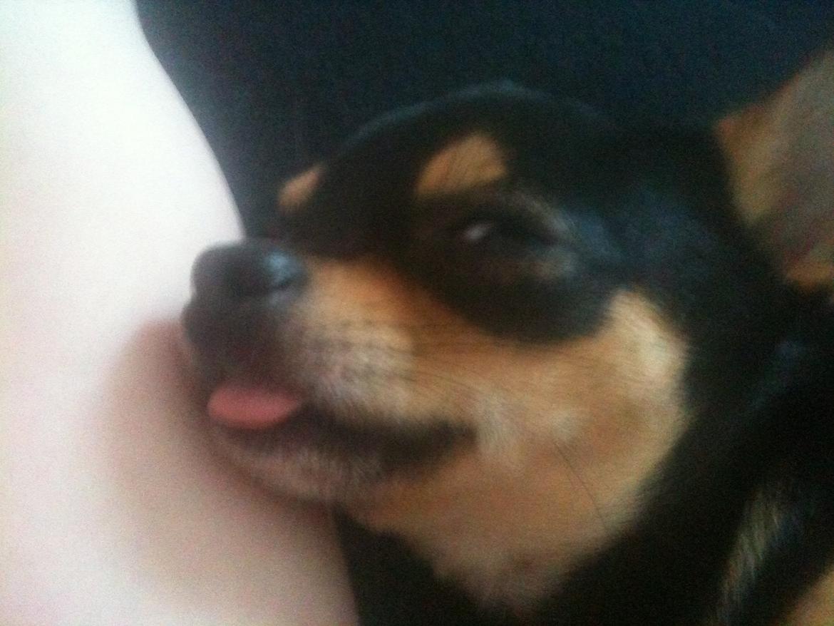 Chihuahua Bailey - :P billede 5