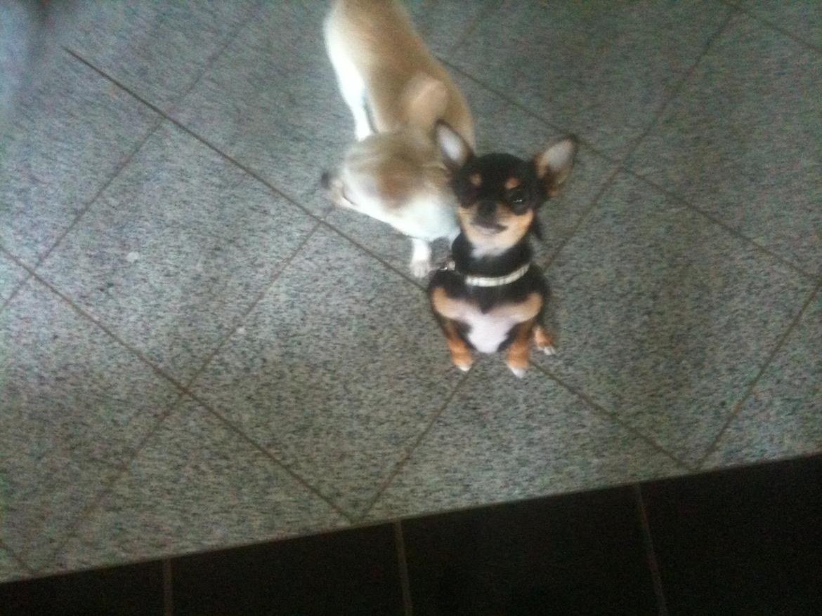 Chihuahua Bailey - Danser:) billede 6