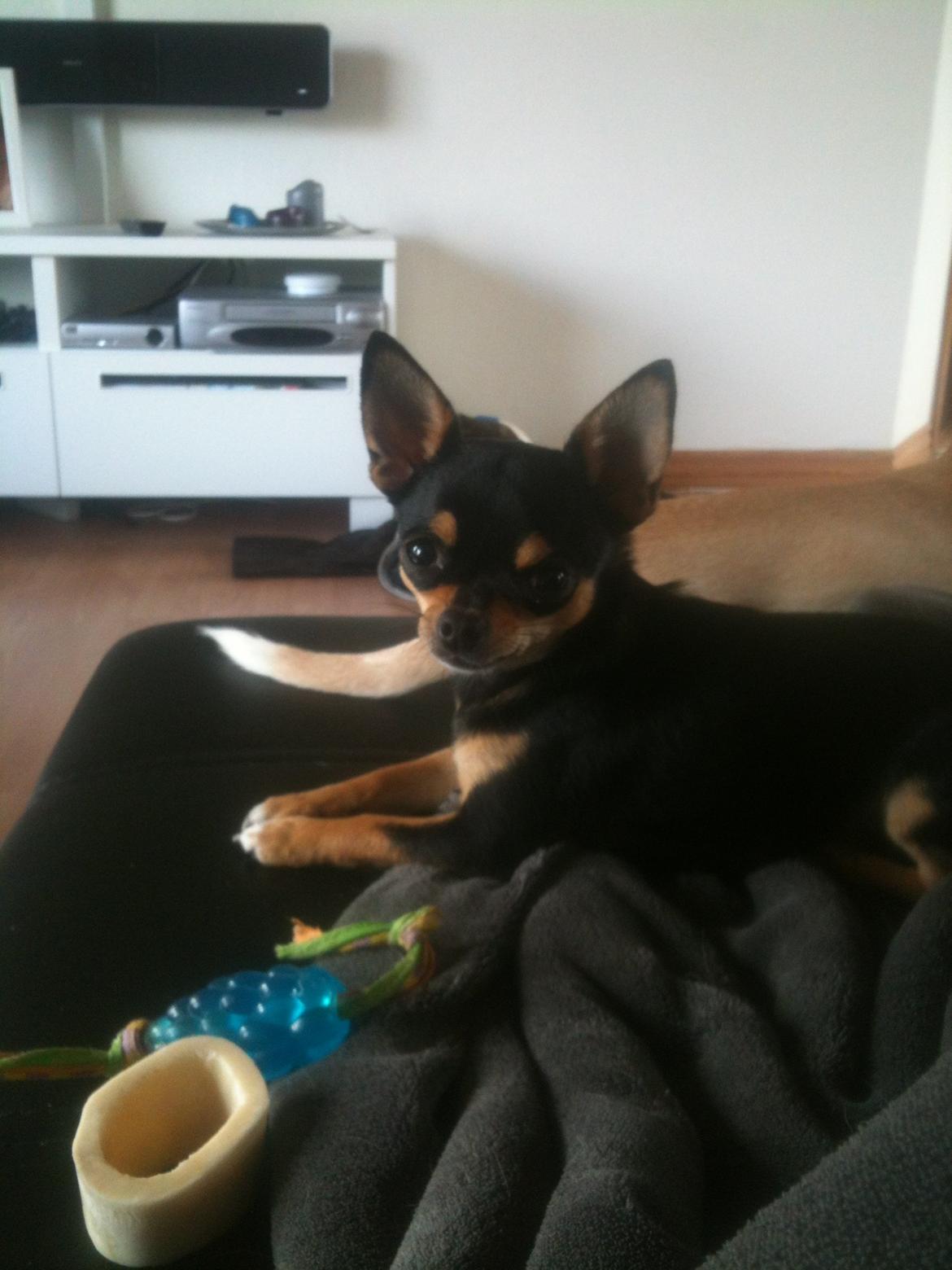 Chihuahua Bailey - Velkommen til Baileys profil:) billede 1