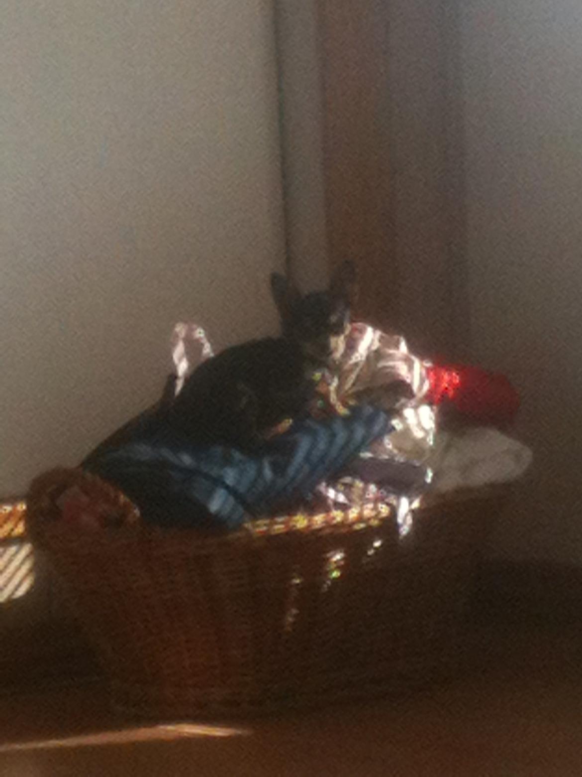 Chihuahua Bailey billede 7