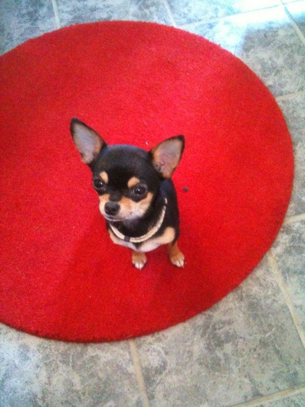 Chihuahua Bailey billede 8