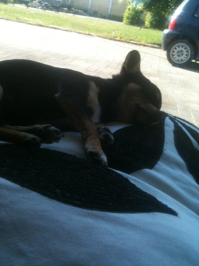 Chihuahua Bailey - Gået kold:) billede 9