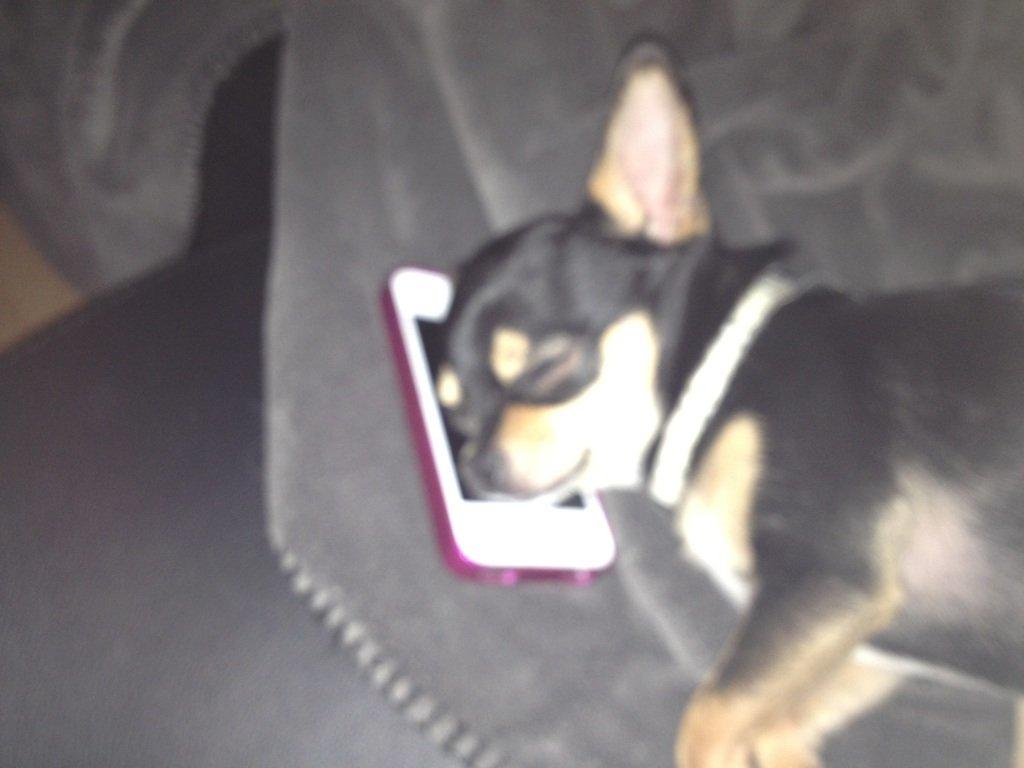 Chihuahua Bailey billede 10