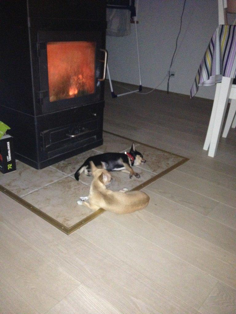 Chihuahua Bailey billede 12