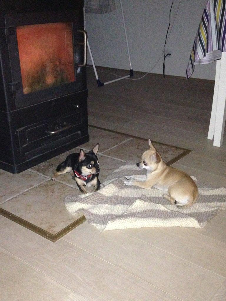 Chihuahua Bailey billede 13