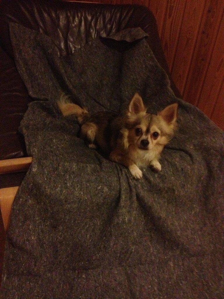 Chihuahua Fonzie billede 14