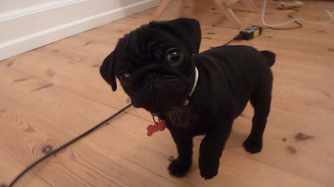 Mops Berta billede 39