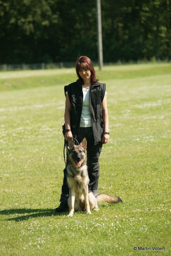 Schæferhund Phoebe billede 1