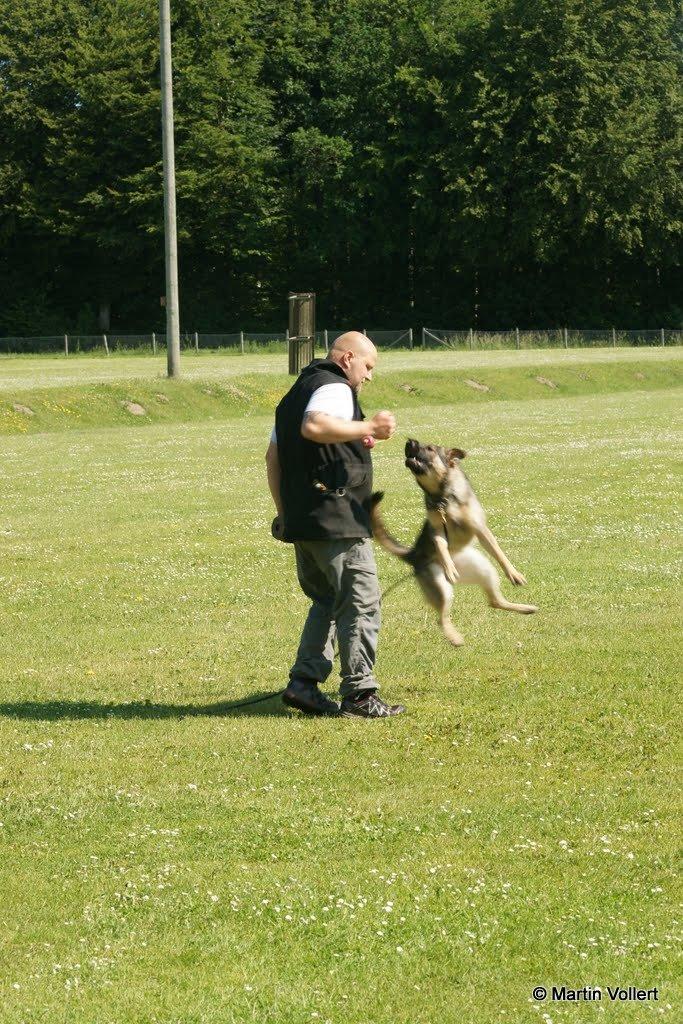 Schæferhund Phoebe billede 2