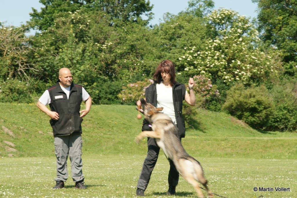 Schæferhund Phoebe billede 3