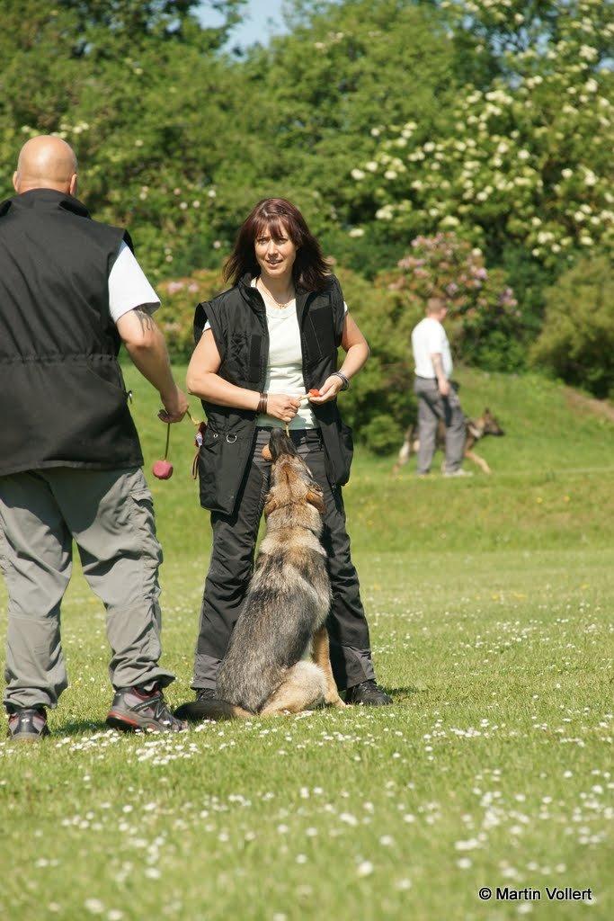 Schæferhund Phoebe billede 4