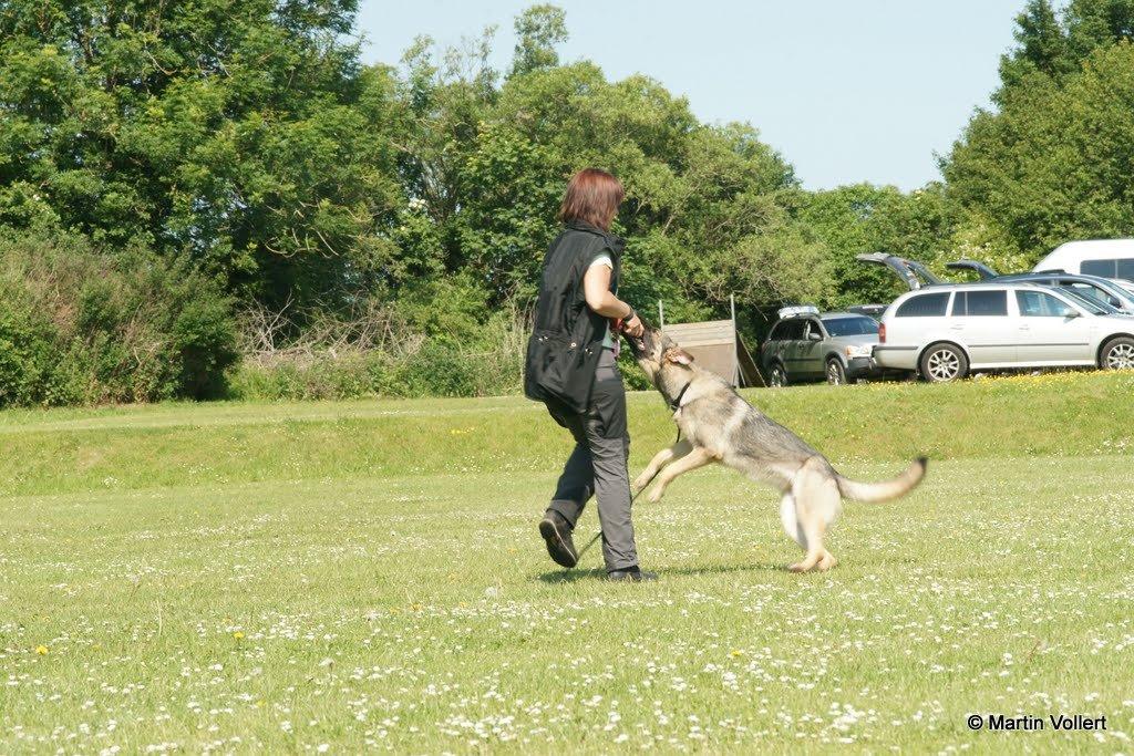 Schæferhund Phoebe billede 5