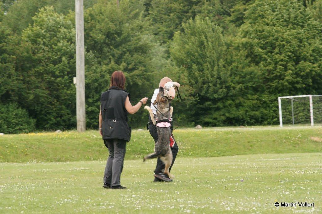 Schæferhund Phoebe billede 6