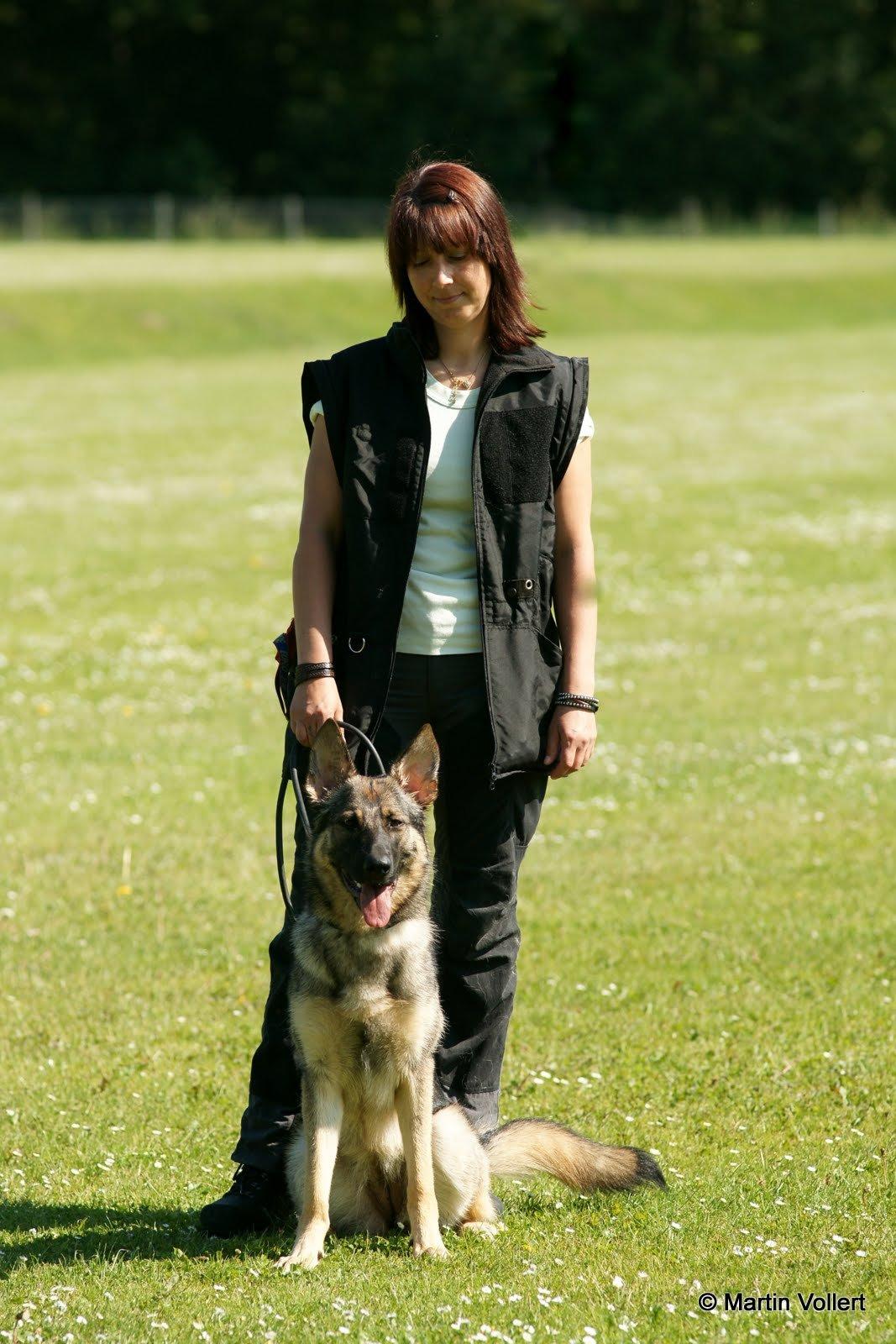 Schæferhund Phoebe billede 7