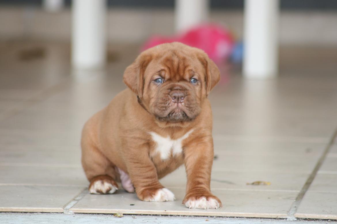 Dogue de bordeaux Cru Acajou Sad Man´s Tongue "Kjeld" billede 1
