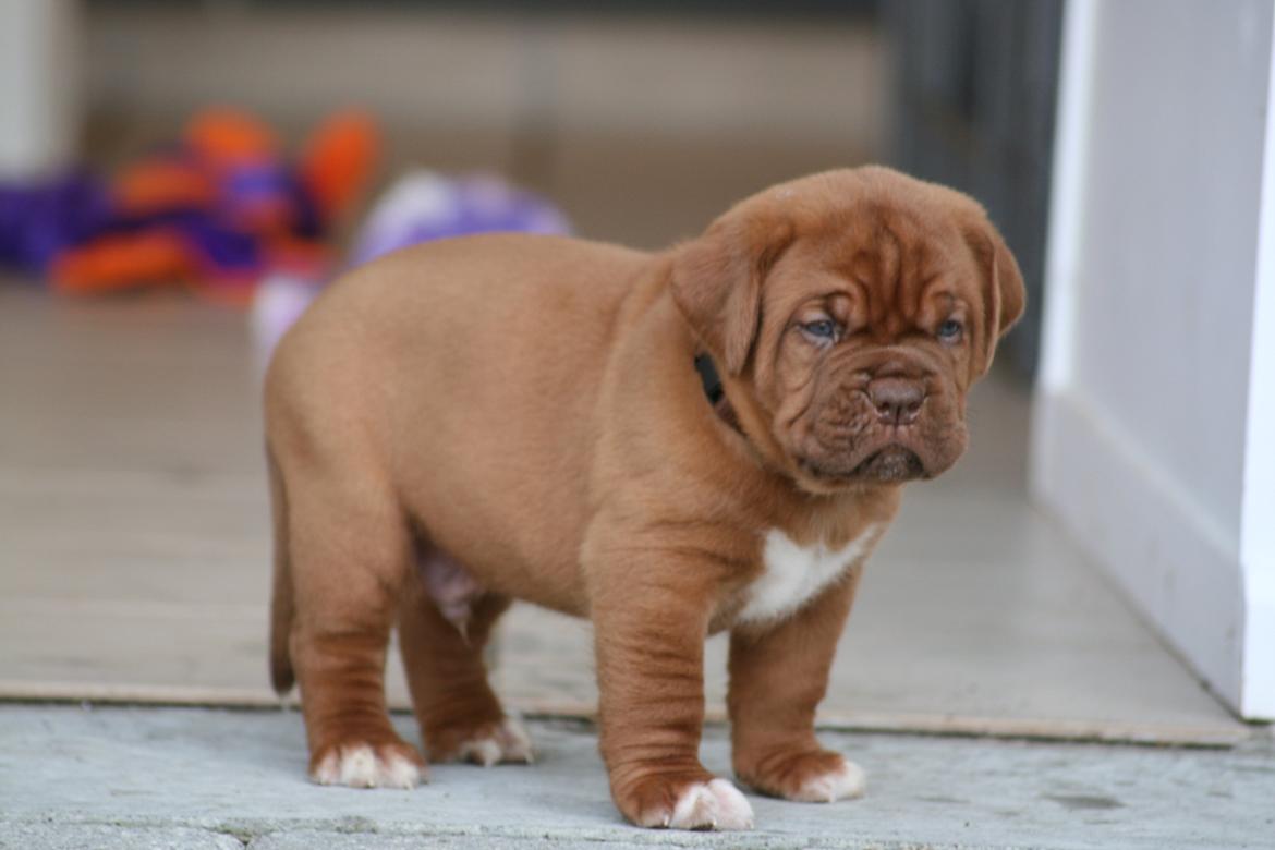 Dogue de bordeaux Cru Acajou Sad Man´s Tongue "Kjeld" billede 2