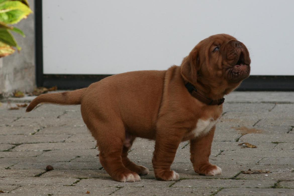 Dogue de bordeaux Cru Acajou Sad Man´s Tongue "Kjeld" - Moooaaaar!! Hvor er duuuuuu!! billede 3