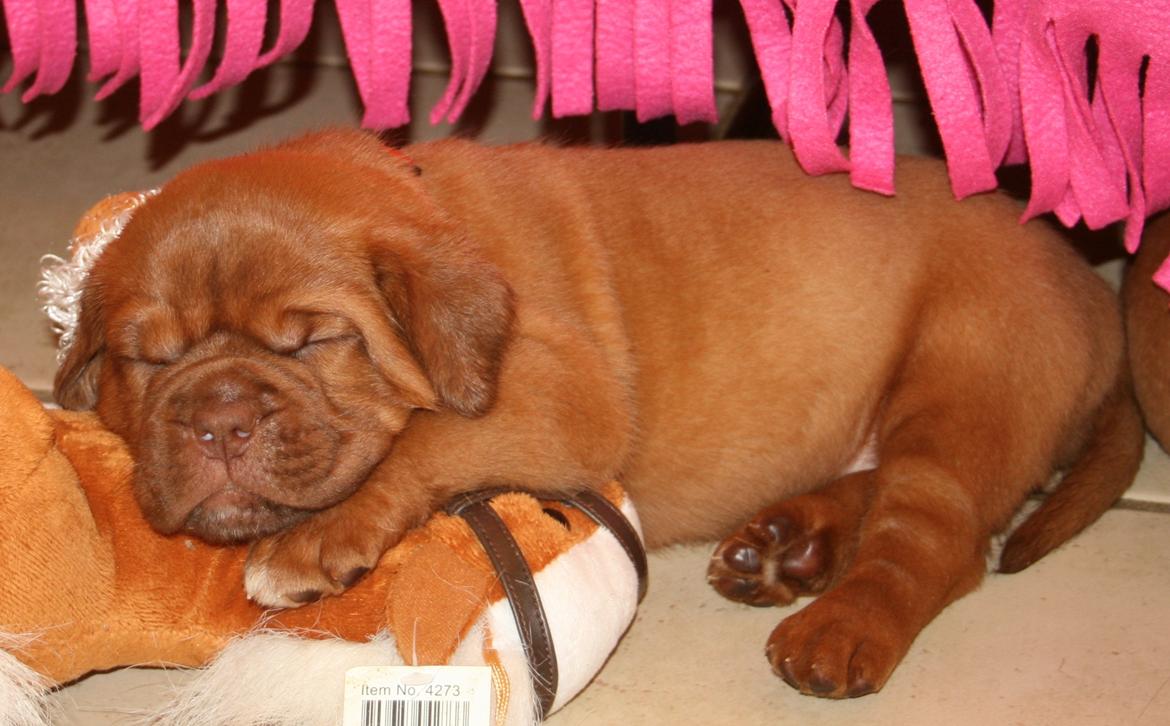 Dogue de bordeaux Cru Acajou Sad Man´s Tongue "Kjeld" billede 5