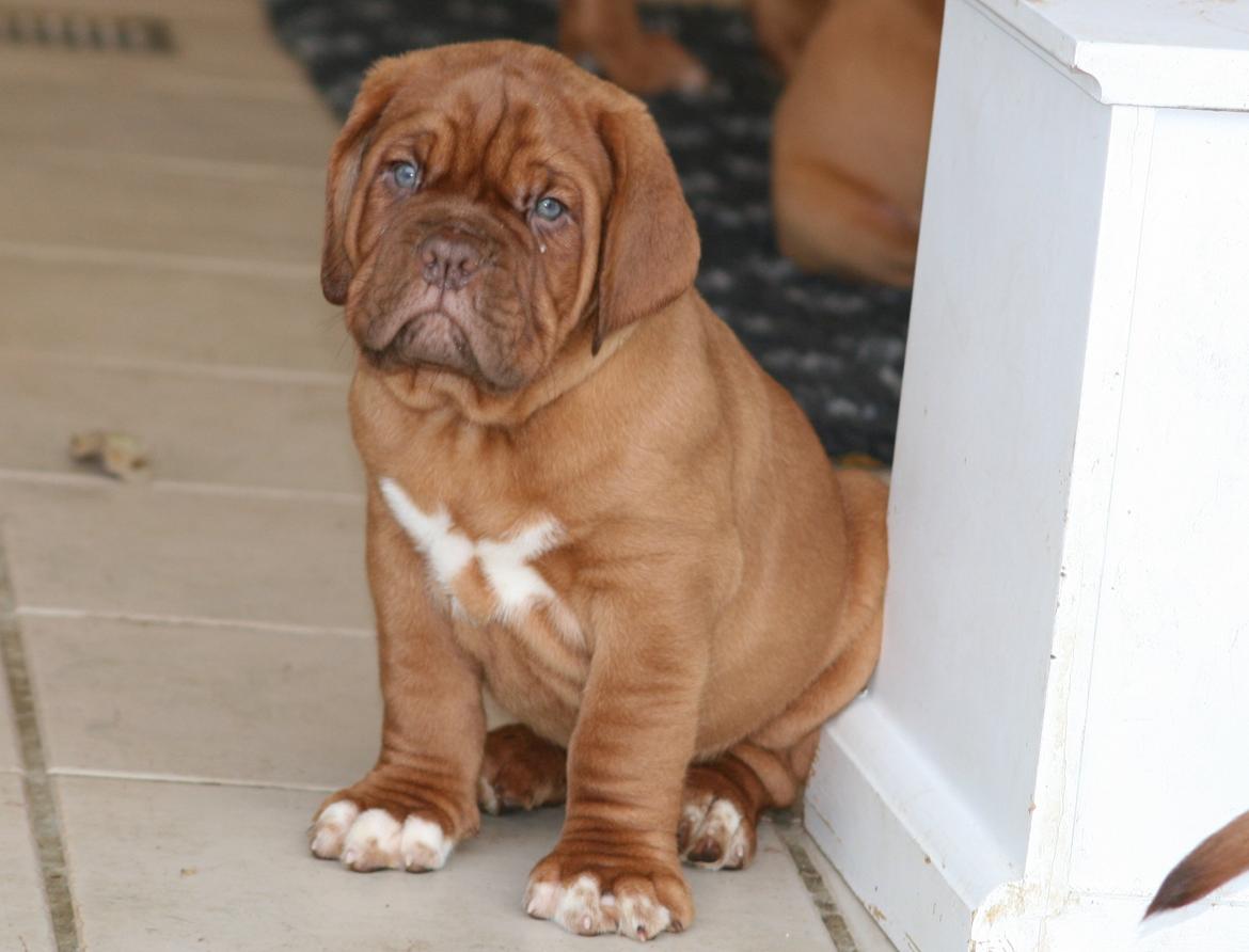 Dogue de bordeaux Cru Acajou Sad Man´s Tongue "Kjeld" billede 6
