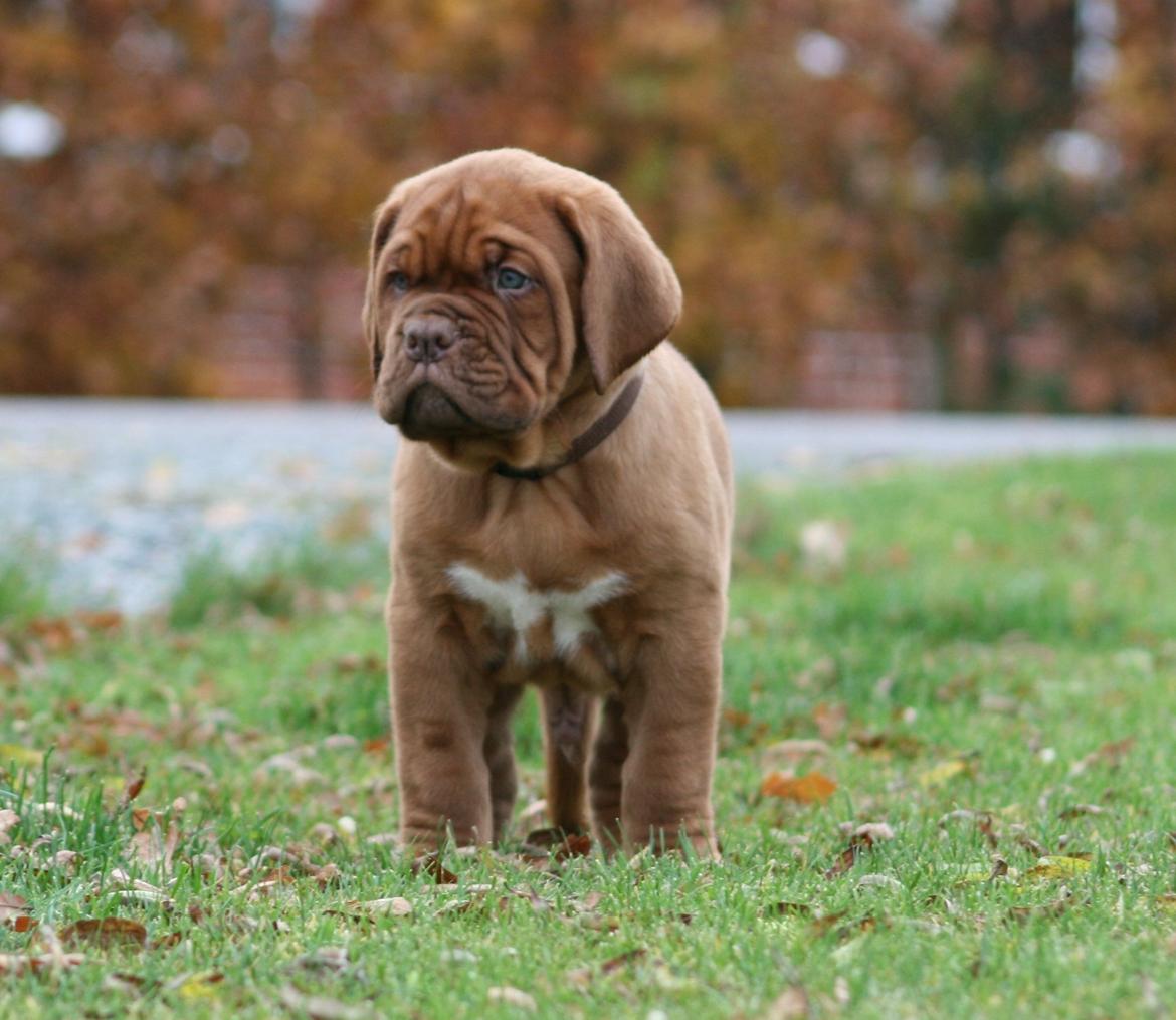 Dogue de bordeaux Cru Acajou Sad Man´s Tongue "Kjeld" billede 7