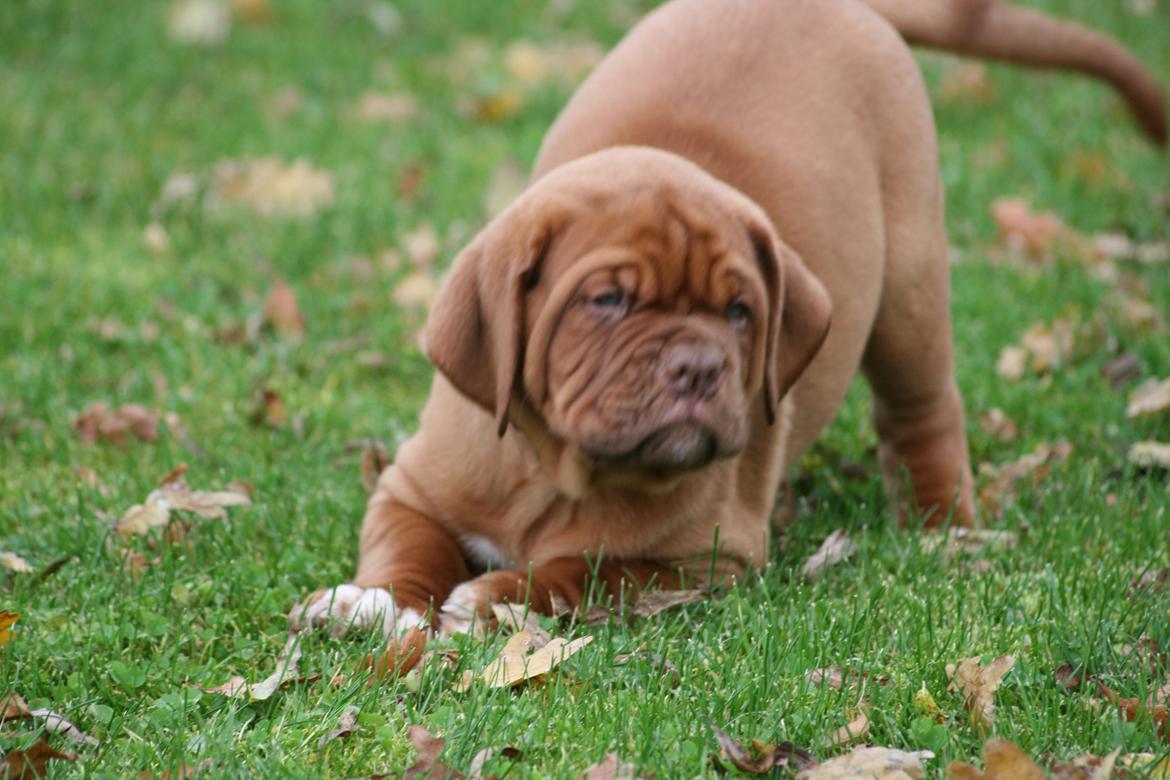 Dogue de bordeaux Cru Acajou Sad Man´s Tongue "Kjeld" billede 8