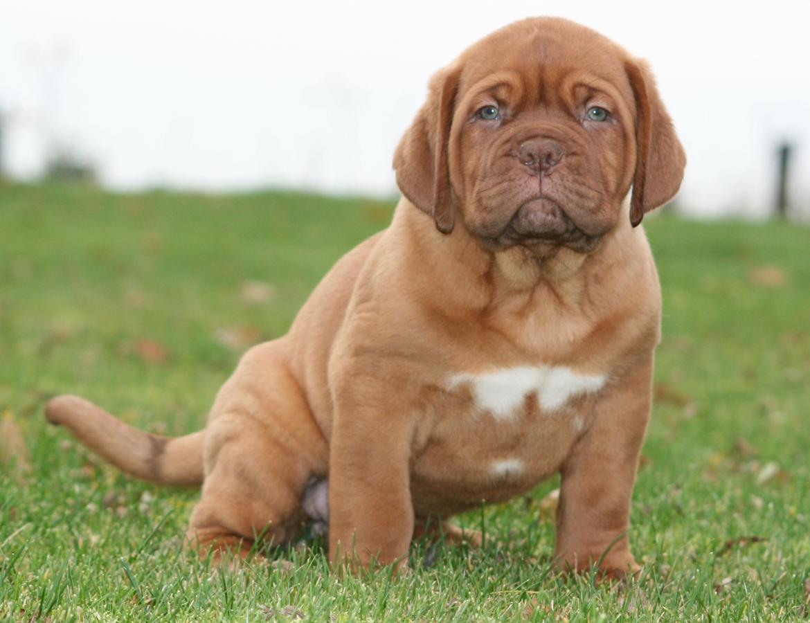 Dogue de bordeaux Cru Acajou Light A Way " LaLa" - 8 uger billede 1