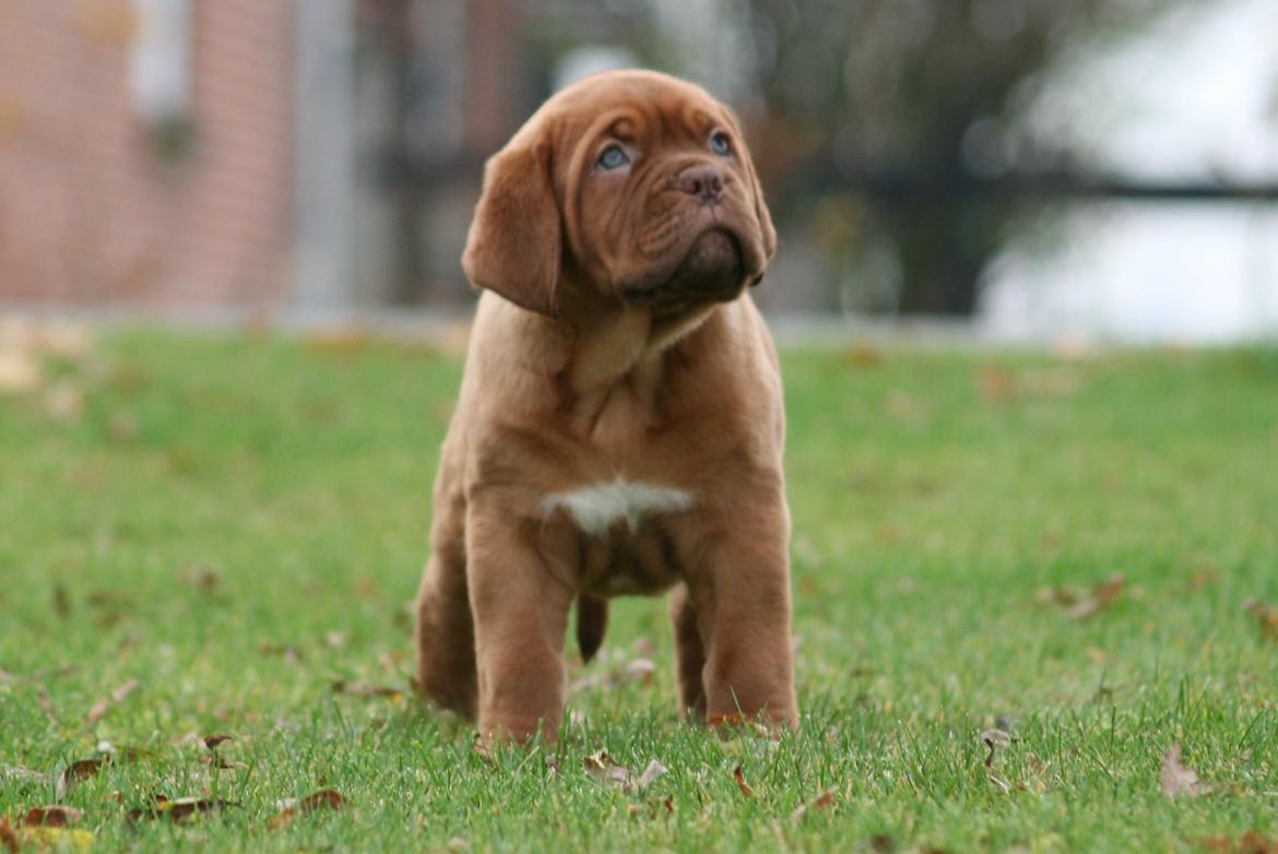 Dogue de bordeaux Cru Acajou Light A Way " LaLa" - 8 uger billede 2